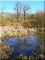 Pond, Tottington Wood