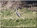 Grey Heron (Ardea cinerea)