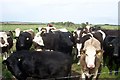 Seggat Farm Fields Cows