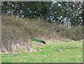 Black and brown rabbits living in harmony