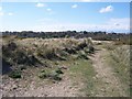 Path through the Dunes - St. Helens