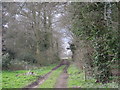 Path through the woods