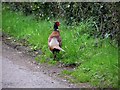 J1377 : Cock pheasant at Blackstown Road by Kenneth  Allen