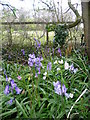 Bluebells and cuckooflower