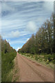 NH6659 : Millbuie Forest track by George Brown
