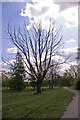 Dead tree in Arnos Park, London, N14