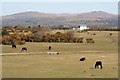 SX5167 : Dartmoor Ponies at Roborough downs by roger geach