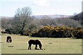 SX5167 : Dartmoor ponies graze on Roborough downs by roger geach