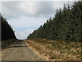 Track through the plantation on Black Rigg (5)