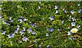 Wildflowers by the Quoile