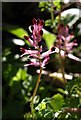 Fumitory, Shaptor Farm