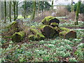 Snowdrops at Holm Head, Langholm