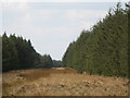 Firebreak in the plantation on Glenwhistle Hill