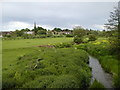 Kingsthorpe meadow