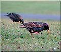 Starlings, Bangor [1]