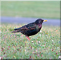 Starlings, Bangor [2]