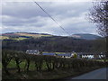 Houses behind the hedge