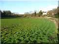 Wells Brook meadows