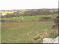 Grazing sheep to the north of the bypass