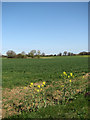 View west across large wheat field