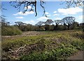 Meadow near Five Lanes