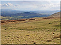 Hill pasture at Connachan Farm