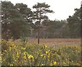 Broadmoor Bottom Nature Reserve