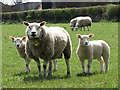 Texel ewe and twin lambs