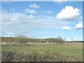 View across fields to the woodland at the SW end of the Cefni Reservoir