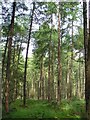 Larch Trees in Hill of Seabeg Wood