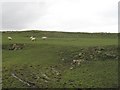 Sheep near Ballimartin