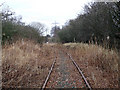 Overgrown Railway Line - Bogside