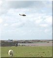 SH3076 : A Griffin, a sheep and a set of approach lights by Eric Jones