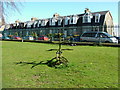 Baxter Park Monkey Puzzle Tree