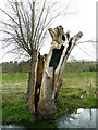 Stoke - Split Willow