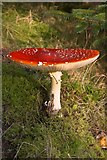 NX5679 : Fly Agaric on Bennan Hill Clatteringshaws by Duncan McNaught