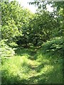 NY6824 : Path in Dufton Ghyll Woods by Jeff Tomlinson