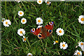 Peacock amongst the daisies - Little Durnford Manor House