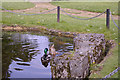 Pair of Mallard Ducks on pond, Bush Hill Gardens, Bush Hill