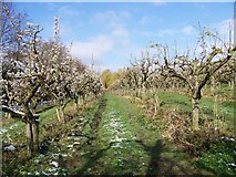 TQ7650 : Orchard at Loddington Farm by Elliott Simpson