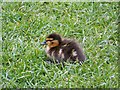 Mallard Duckling