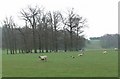 Trees and sheep near Little Dalby