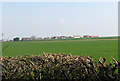 View across wheat field