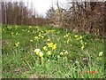 Cowslips