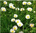 Daisies, Kiltonga, Newtownards