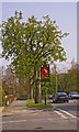 Horse Chestnut Tree in Prince George Avenue, London N14