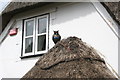 Owl on the porch