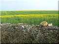 Oilseed rape crop, near Leighterton