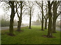 Small Copse on Magdalen Lane