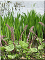 Common butterbur (Petasites hybridus)